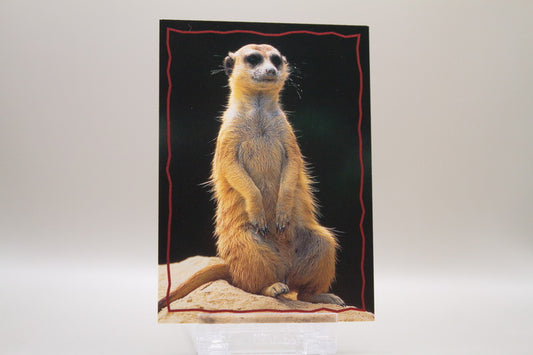 160 - Animal Trivia Cards - The Meerkat