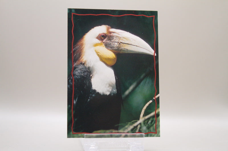 161 - Animal Trivia Cards - The Hornbill
