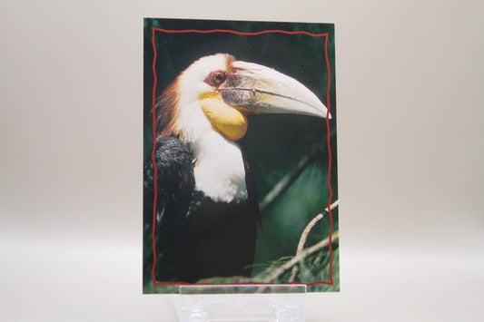 161 - Animal Trivia Cards - The Hornbill