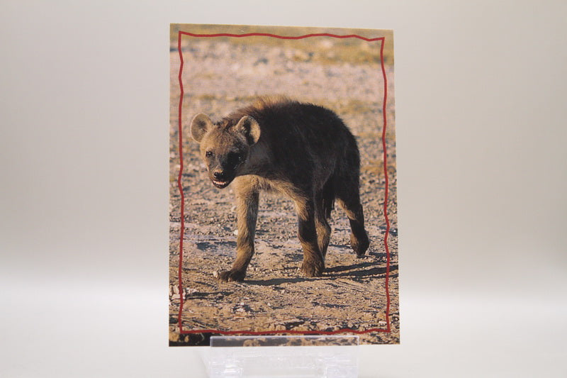 162 - Animal Trivia Cards - The Hyena