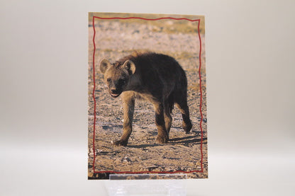 162 - Animal Trivia Cards - The Hyena